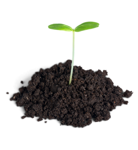 A small plant growing out of soil on a black background.