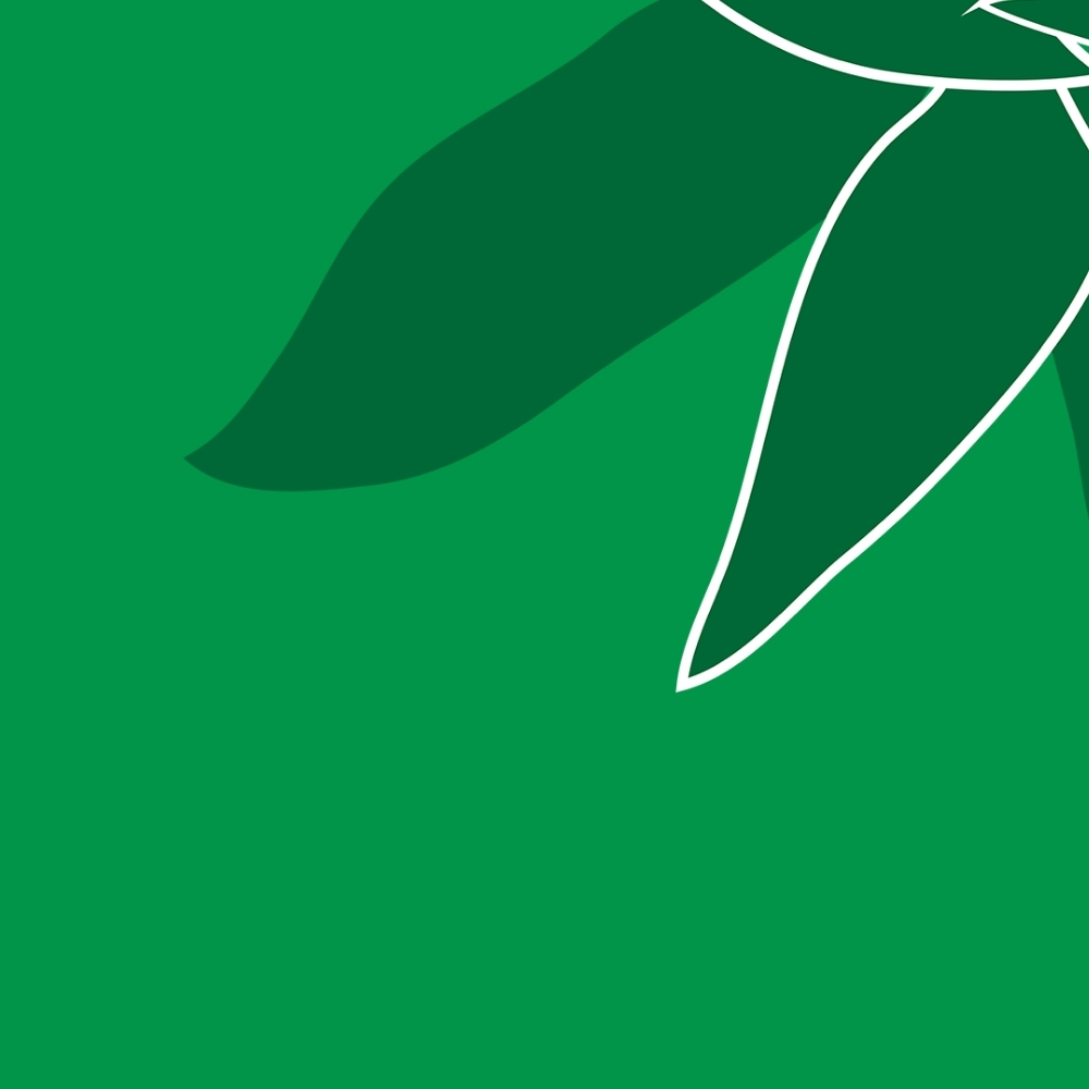 An illustration of a leaf on a green background.