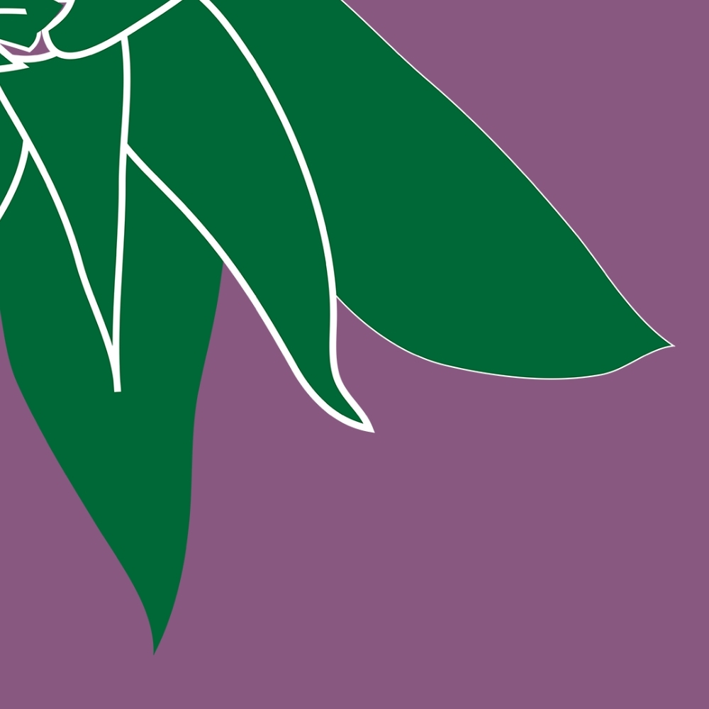 An illustration of an eucalyptus leaf on a purple background.