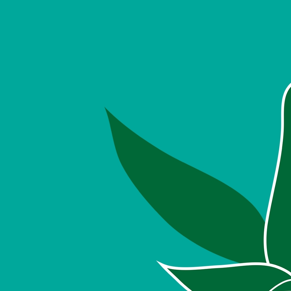 A green leaf on a teal background.