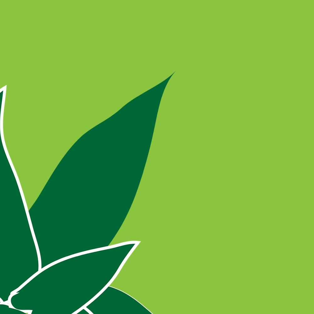 A green leaf on a green background.