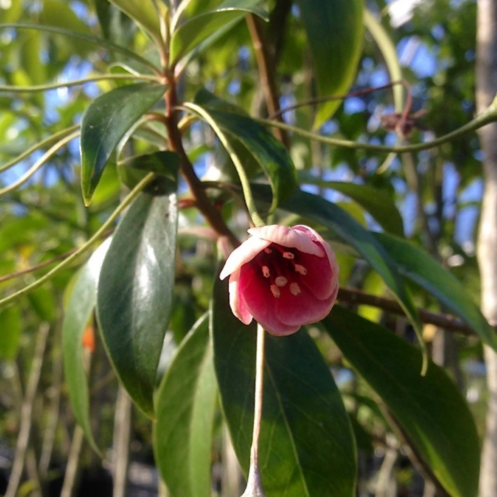 A pink flower is growing on a green plant.