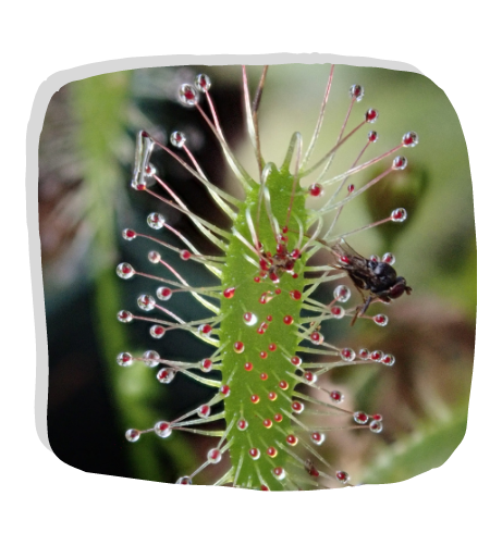 A carnivorous plant with a fly on it.