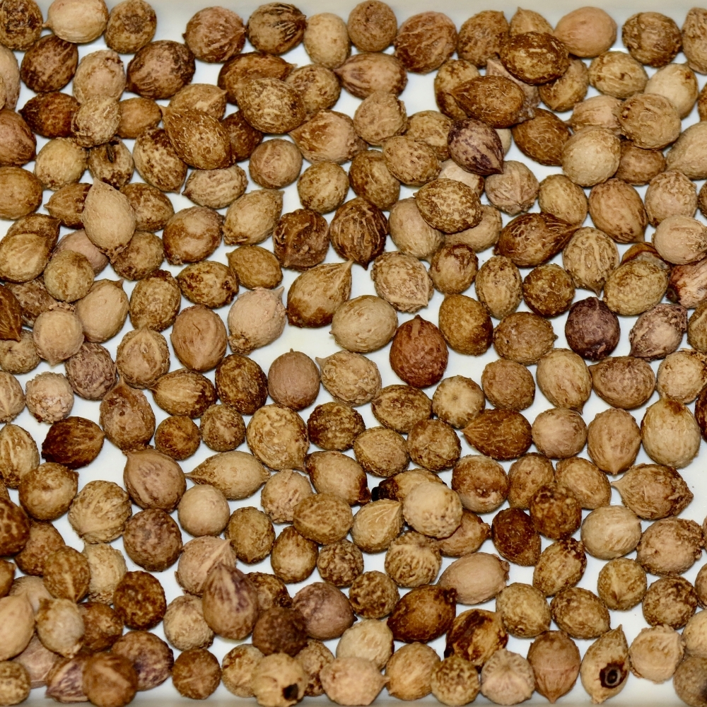 A close up of a pile of nuts.