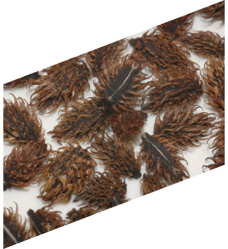 A pile of brown seeds on a white surface.