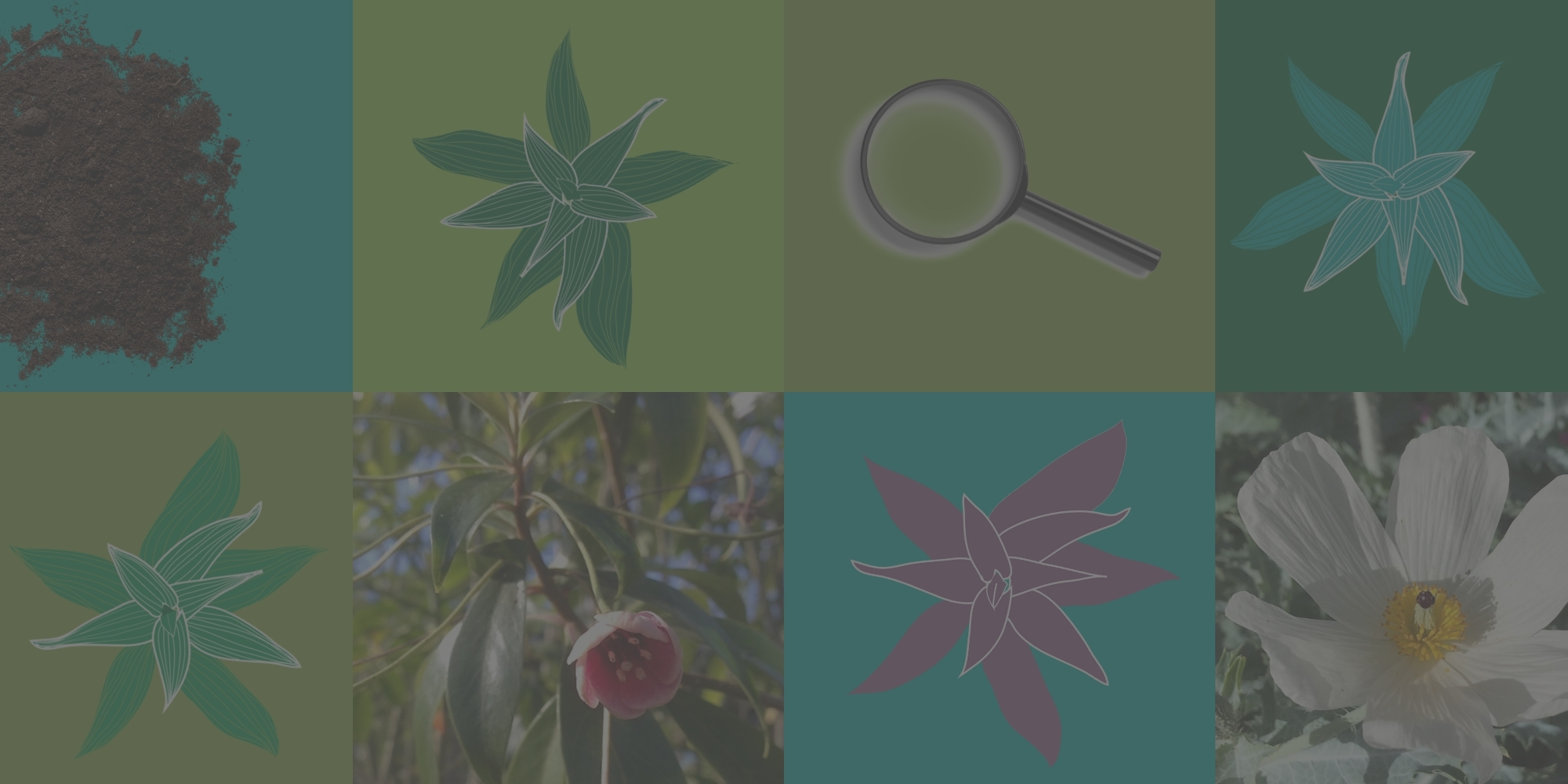 A collage of different plants and flowers with a magnifying glass.