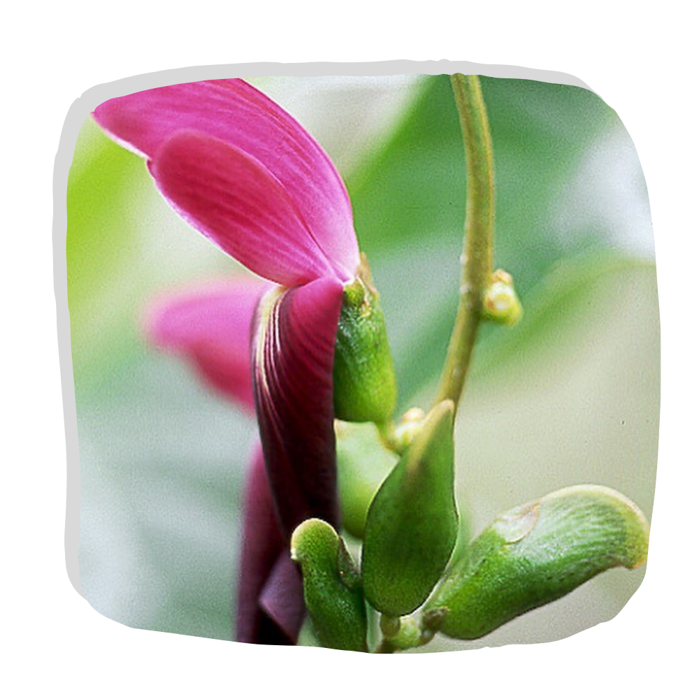 A pink flower on a green stem.