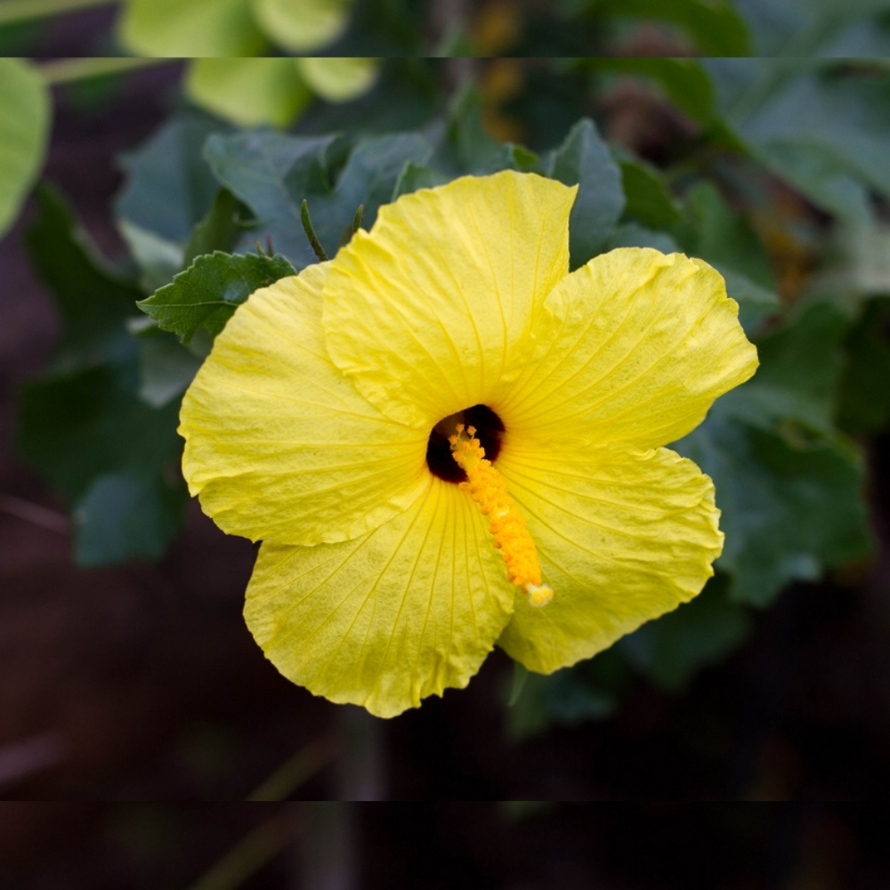 A yellow hibiscus flower is blooming in a garden.