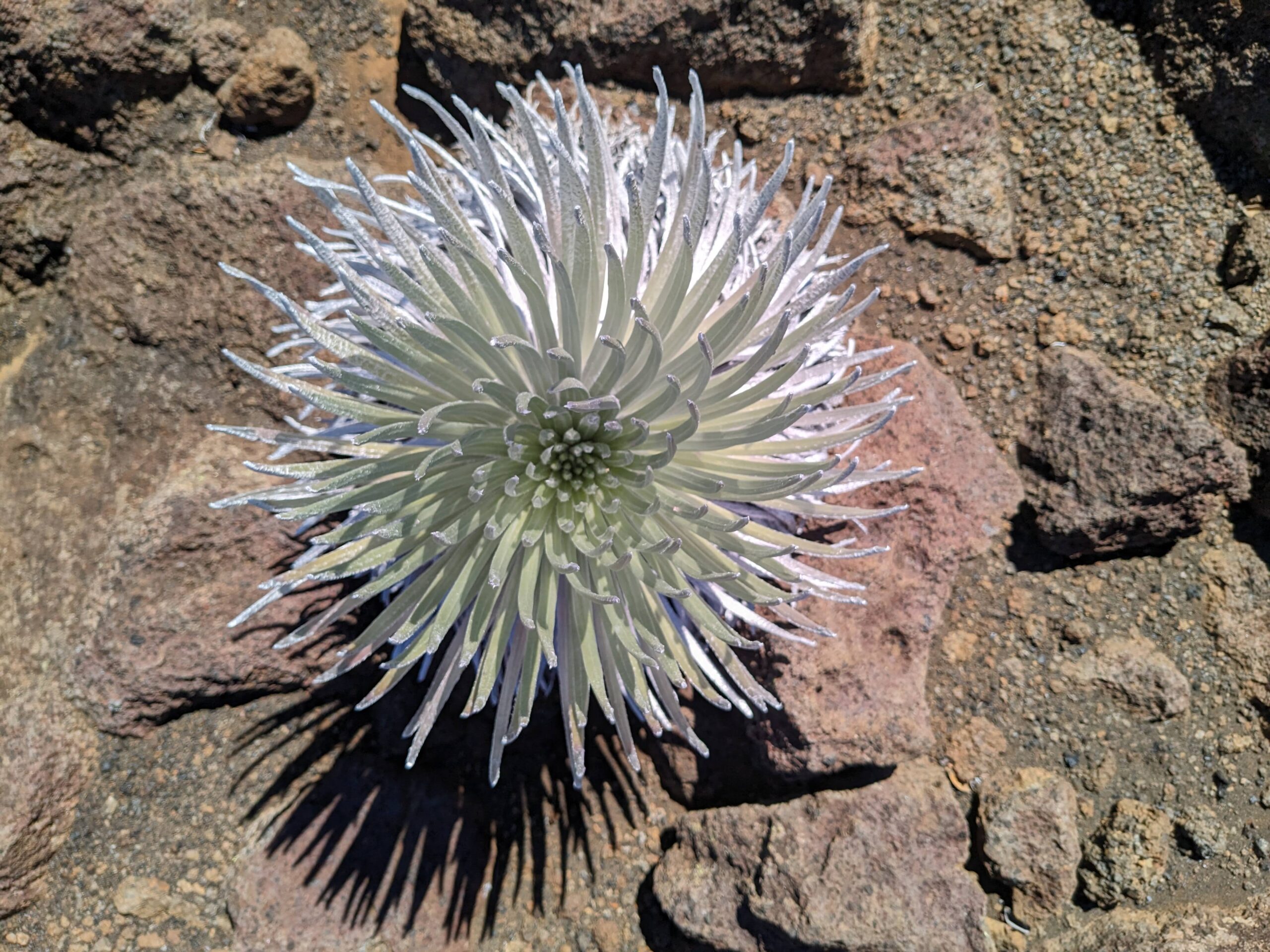 A white flower is growing on a rock.