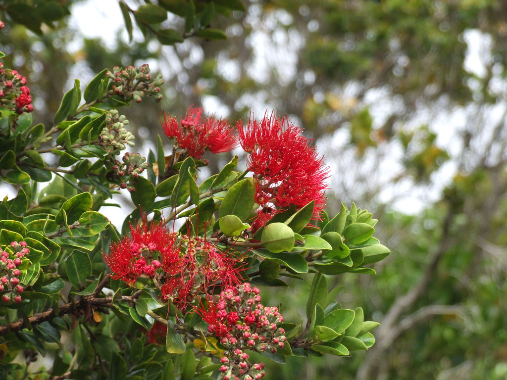 A tree with red flowers and green leaves.