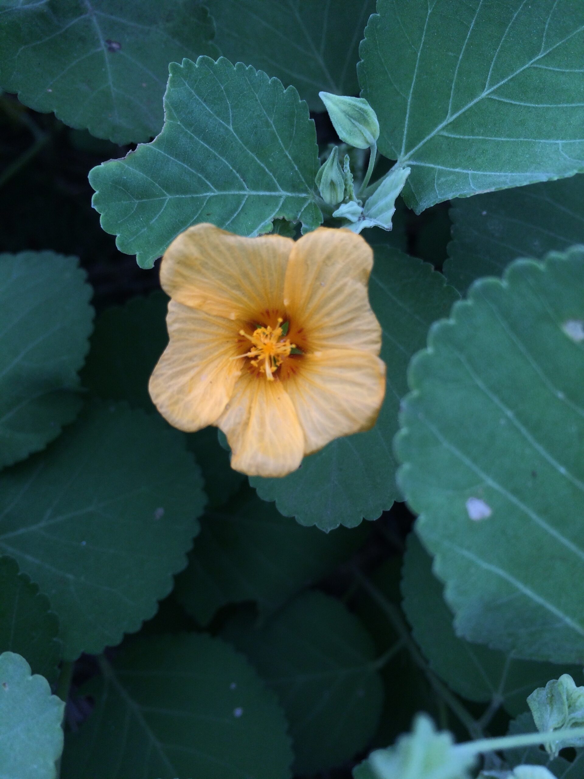 A yellow flower in the middle of green leaves.
