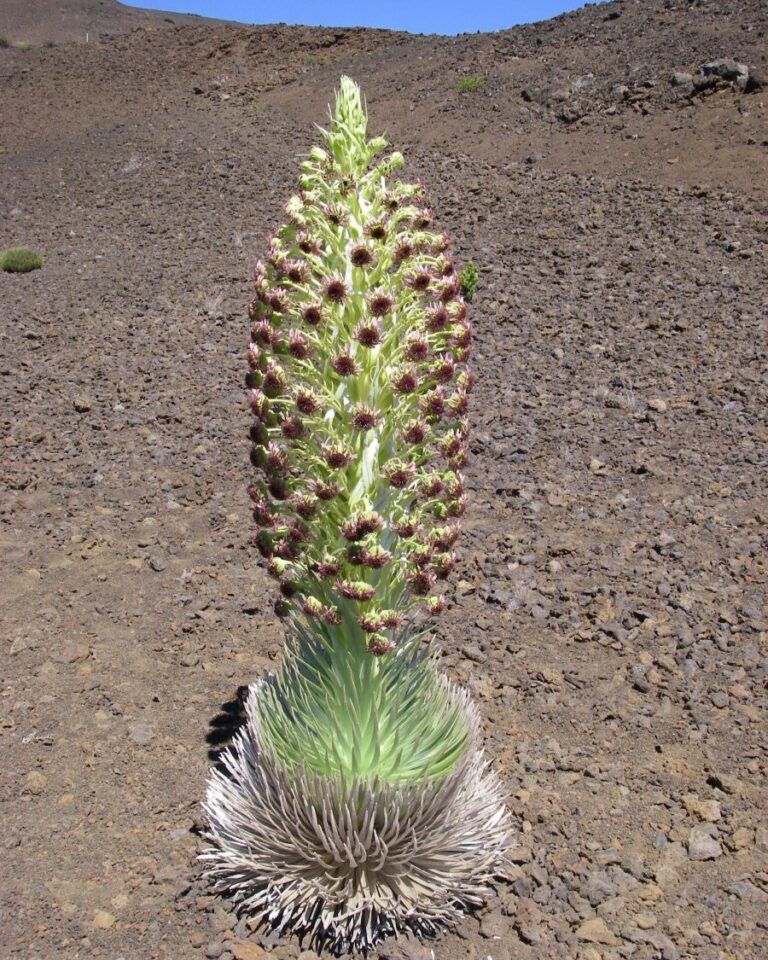 A plant growing in the middle of a rocky area.