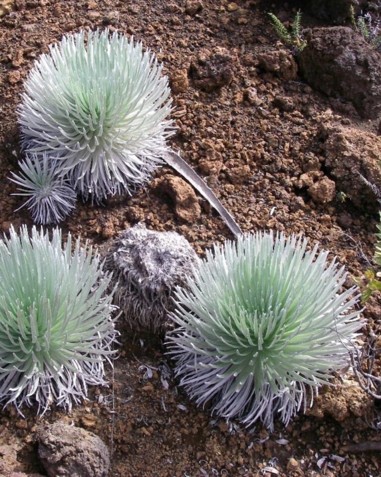 A group of green and white plants in a rocky area.