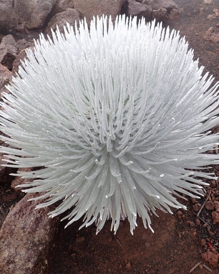 A white plant with a lot of spikes on it.