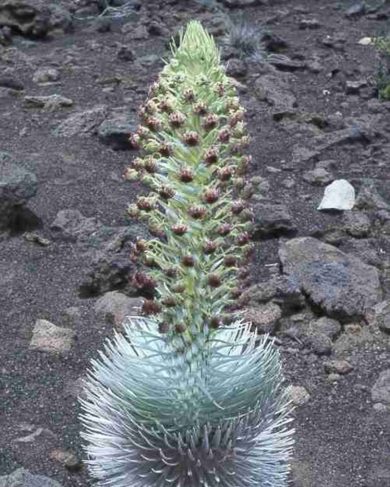 A plant is growing in a rocky area.