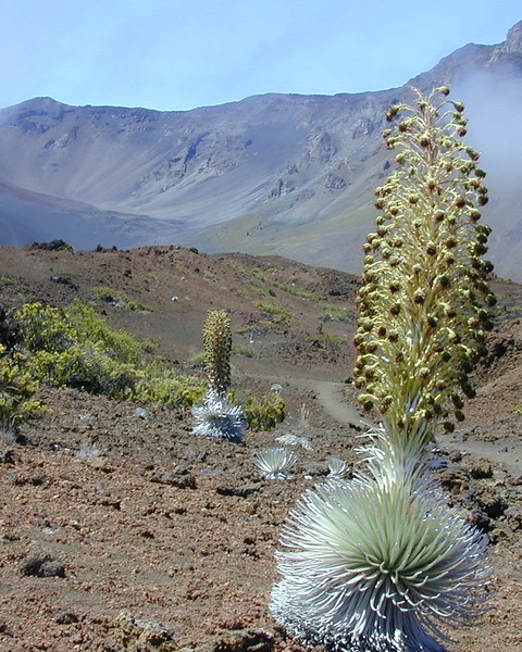 A plant in the desert with mountains in the background.