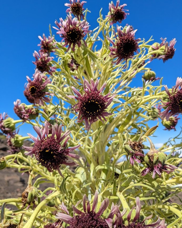 Purple flowers on a rock with a blue sky in the background.