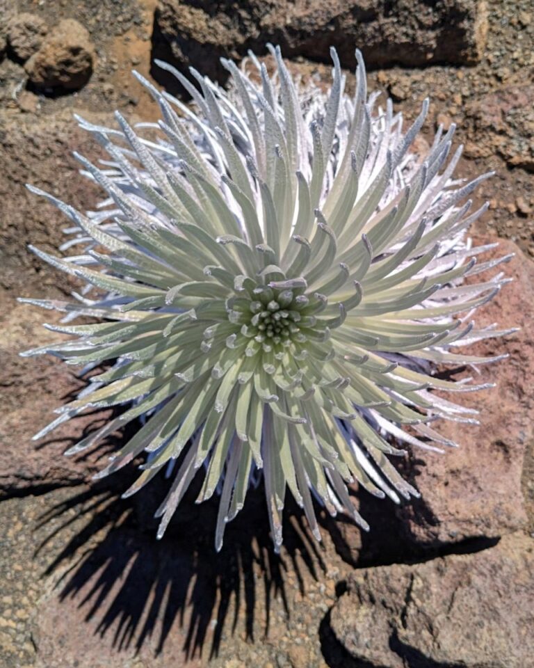 A white flower is growing on top of a rock.