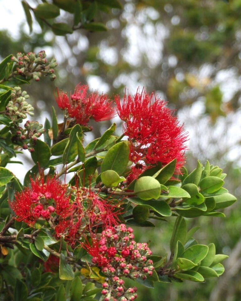 A tree with red flowers and green leaves.