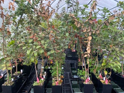 A group of trees in a greenhouse.