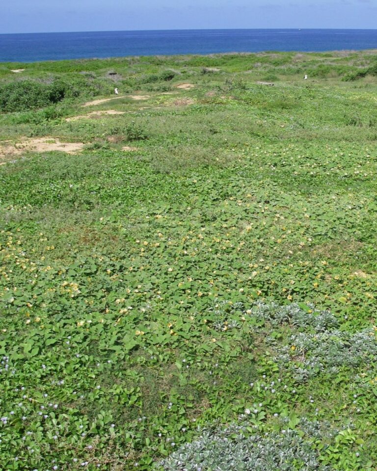 A grassy field near the ocean.