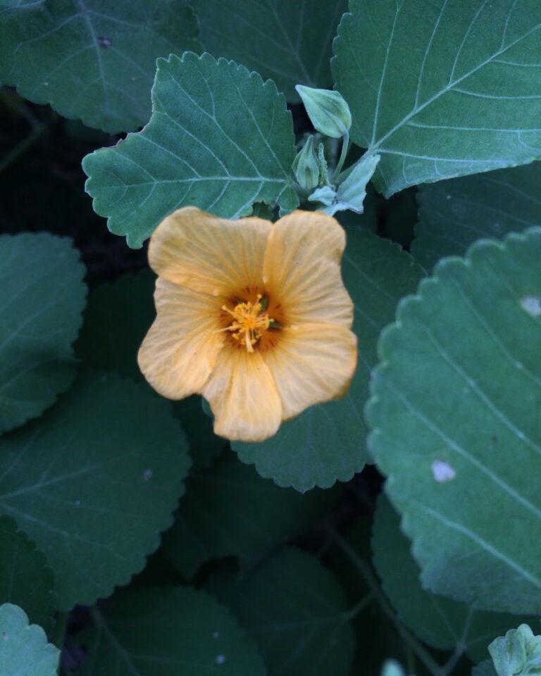 A yellow flower in the middle of green leaves.