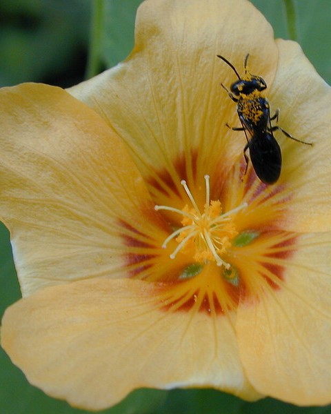 A bee is sitting on a yellow flower.