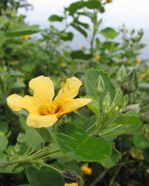 A yellow flower with a spider on it.