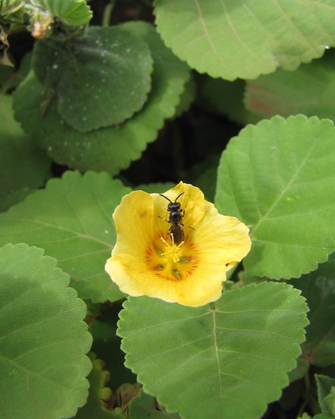 A bee is sitting on a yellow flower.