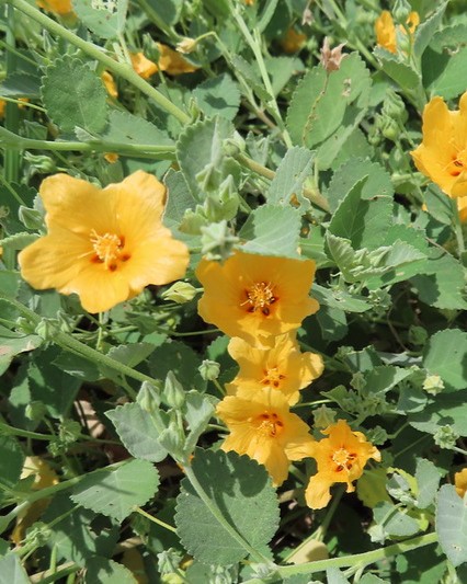 Yellow flowers are growing in a field with green leaves.