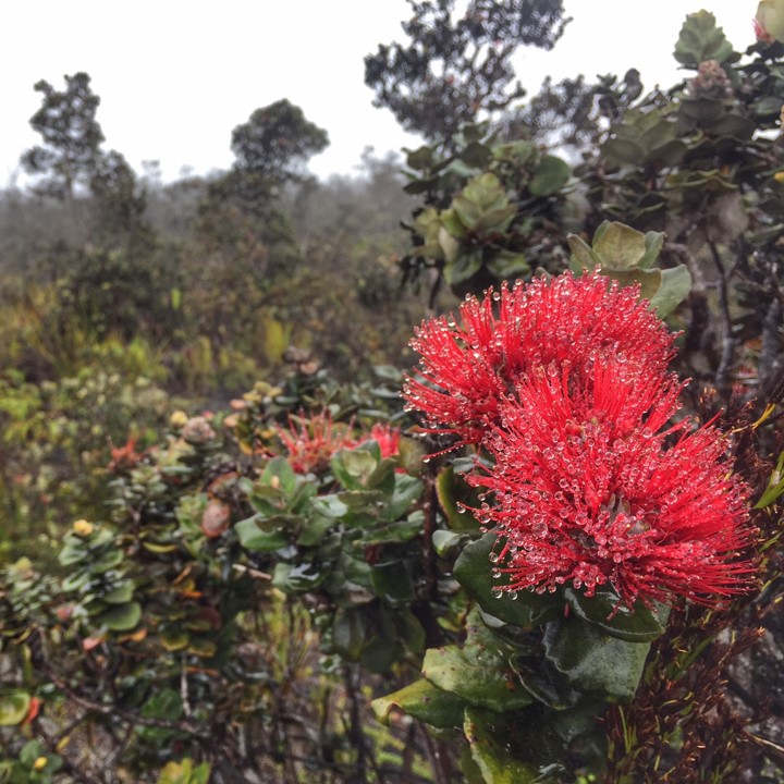 A red flower on a bush in the middle of a forest.