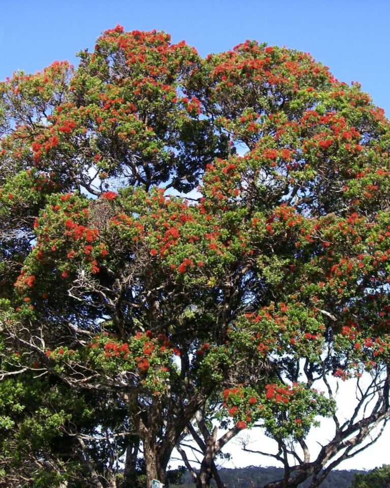 A tree with red flowers in the middle of a field.