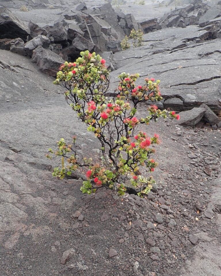 A small tree growing out of a rock in the middle of a lava field.