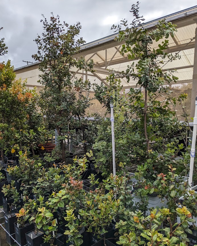 A lot of trees in pots in a greenhouse.