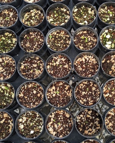 A group of pots filled with seeds and nuts.