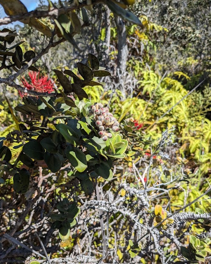 A bush with red flowers and ferns in the background.