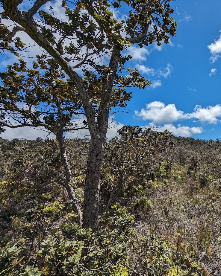 A hillside with trees and bushes and a blue sky.