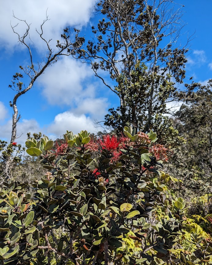 Red eucalyptus flowers on a hillside.