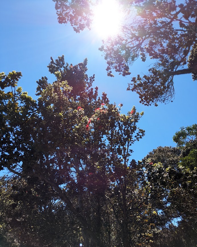 The sun shines through the trees in a forest.