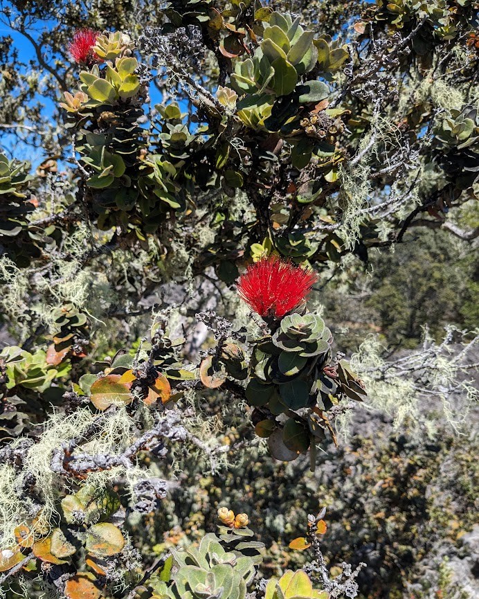 A red flower is growing on a mossy tree.