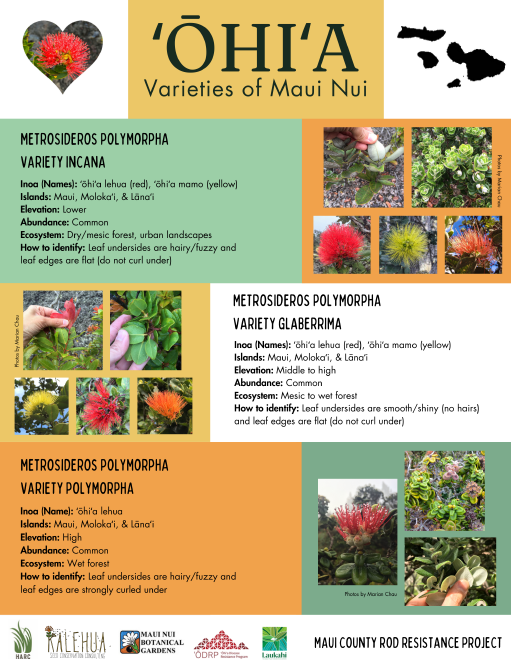 Ohia varieties of hawaiian flowers.