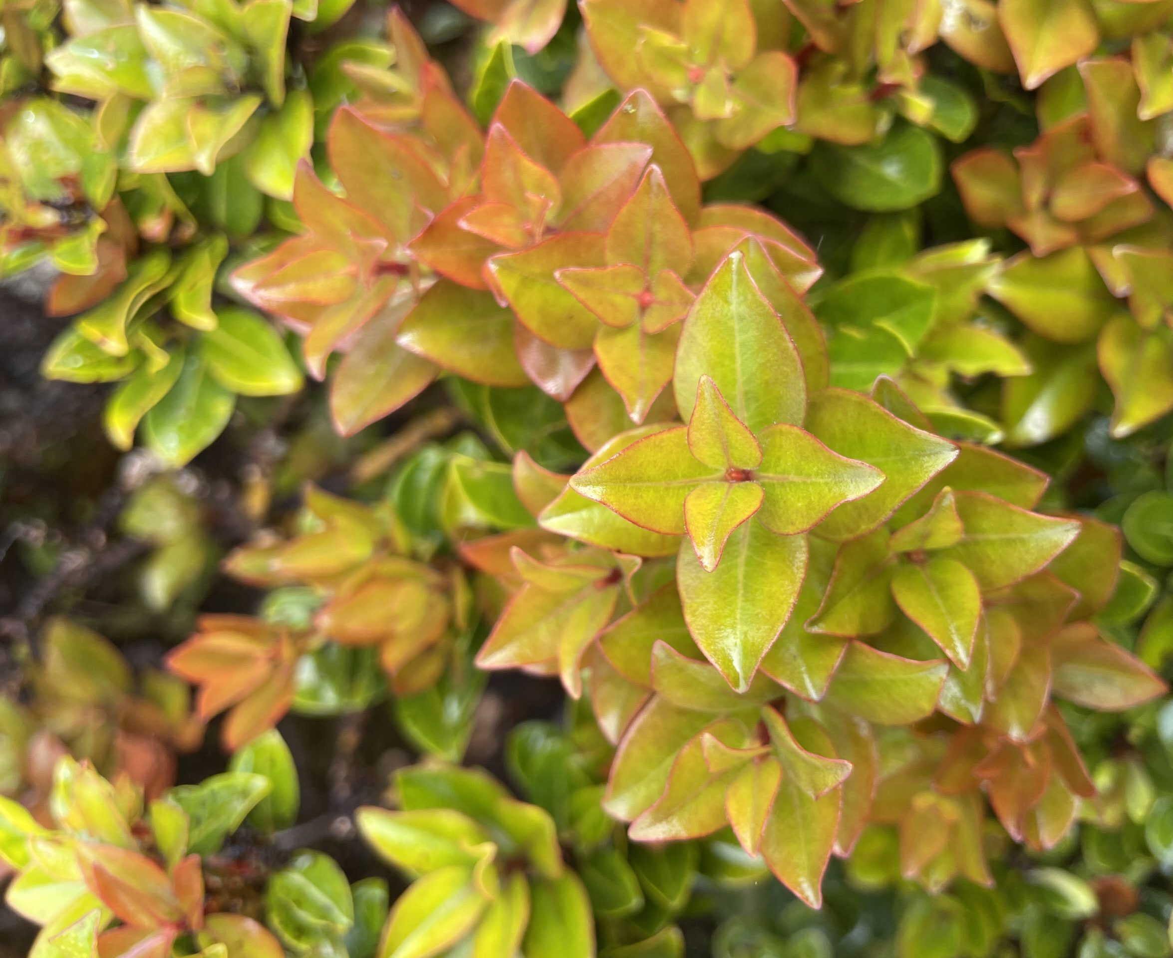 A close up of a bush with orange and green leaves.