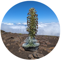 A tall, flowering plant with red-tipped buds stands on rocky terrain under a clear blue sky with clouds in the background.