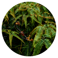 Lush green ferns with emerging brown fiddleheads.