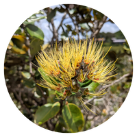 Yellow pohutukawa flower in full bloom.