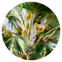 Palm tree with visible fruit clusters against a clear sky.