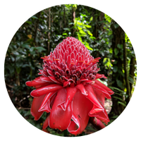 A vibrant red torch ginger flower amidst lush greenery.