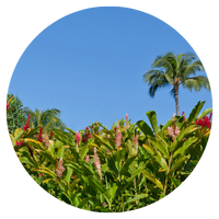 Tropical scene with pink flowers in the foreground and palm trees against a clear blue sky.