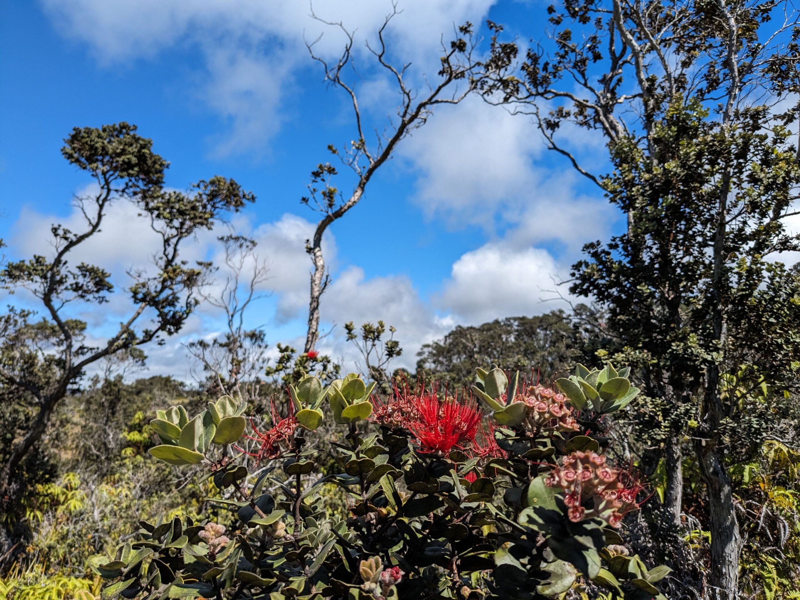 Ohia blooms amidst green foliage against a backdrop of scattered trees and a partly cloudy sky.