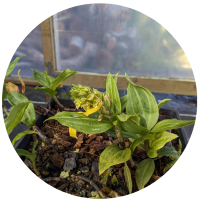 A small green plant with elongated leaves and a budding flower is growing in a black pot. The background appears to be a greenhouse with a transparent wall.